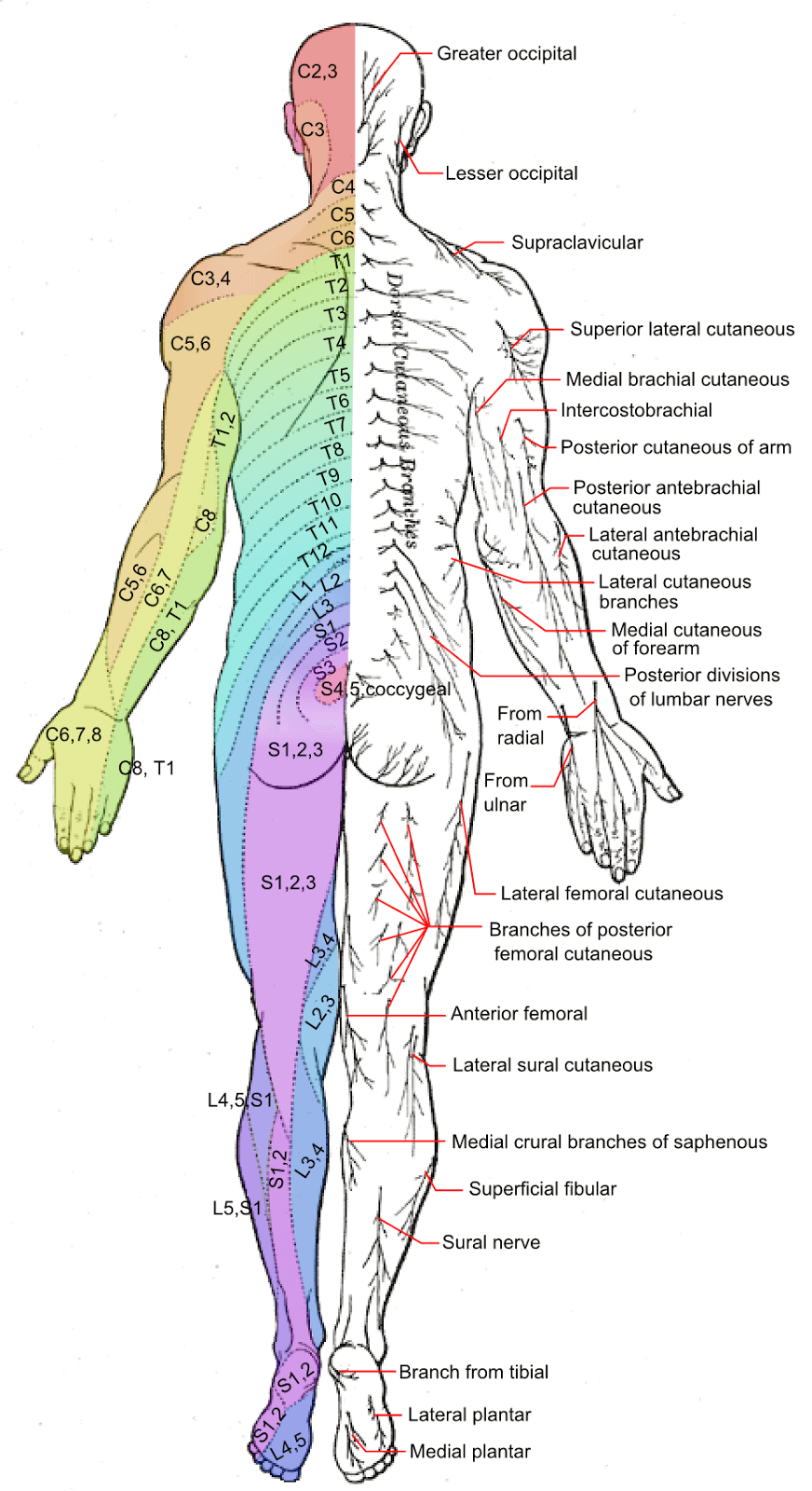 Paresthesia (Tingling and Numbness) - Causes and Treatment