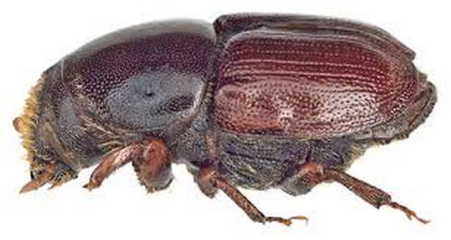 A closer look at the female elm bark beetle image photo picture