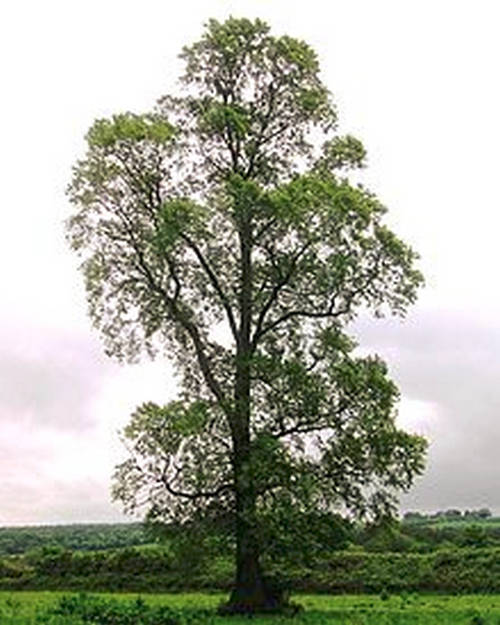 A healthy elm tree image photo picture