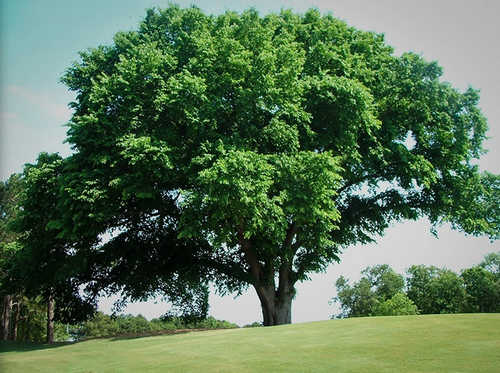 An American elm tree image photo picture