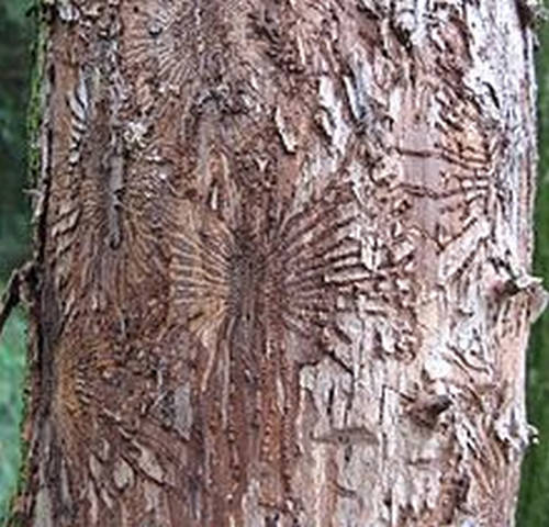 The trunk of a tree with a Dutch elm disease image photo picture