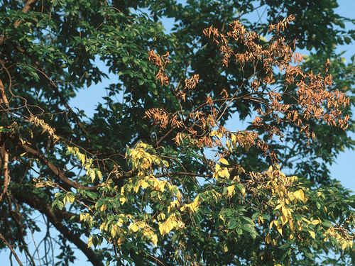 Wilted and discolored leaves of a tree with a Dutch elm disease image photo picture
