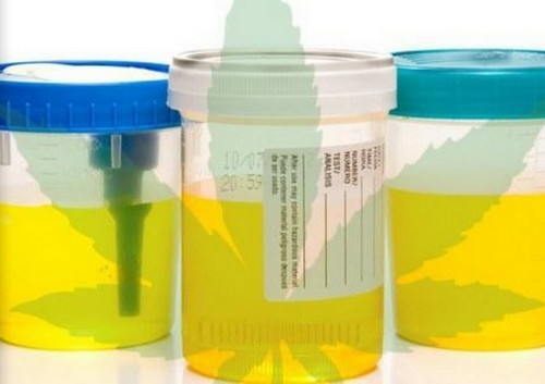 A urine test is a non-invasive way of checking for marijuana use image photo picture